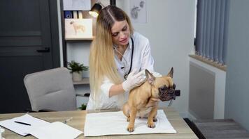 Veterinarian doctor with syringe making vaccine injection to french bulldog at vet clinic video