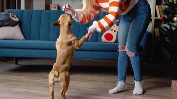 hermosa mujer en acogedor suéter jugando, broma, y abrazo adorable francés buldog en festivo decorado habitación cerca Navidad árbol video