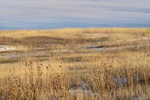 dry grass and thistle, winter scenery at Colorado foothills photo