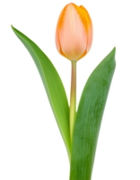 un tulipán ilustración png