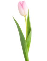 un tulipán, ilustración png