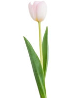 un tulipán, ilustración png