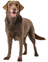 labrador recuperador, ilustração png