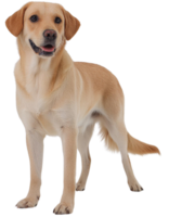 Labrador perdiguero, ilustración png