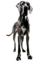 Great Dane, illustration png