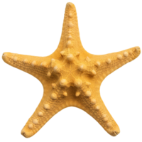 un estrella de mar ,ilustración png