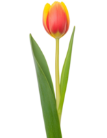 a tulip, illustration png