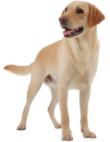 labrador cane da riporto, illustrazione png