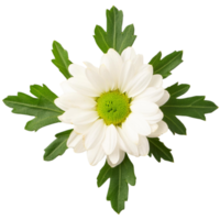 une chrysanthème, illustration png