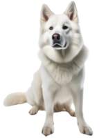 alaskan malanute, illustration png