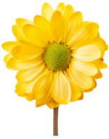 a Daisy, illustration png