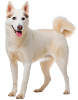 Siberian Husky, illustration png