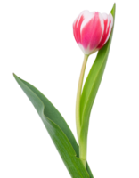 une tulipe, illustration png