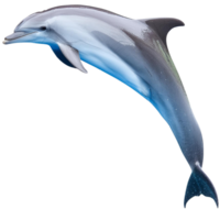 en delfin, illustration png