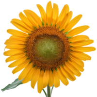 a Sunflower, illustration png