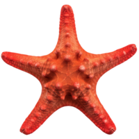 un estrella de mar ,ilustración png