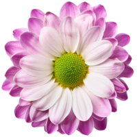 een chrysant, illustratie png