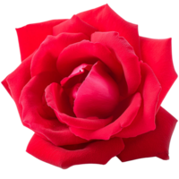 rosa rosa, illustrazione png