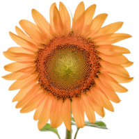 een zonnebloem, illustratie png