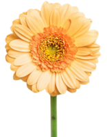 a Daisy, illustration png