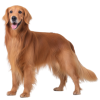 d'or retriever, illustration png