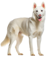 Siberian Husky, illustration png