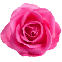 roze roos, illustratie png