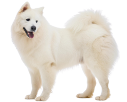 un samoyedo, ilustración png