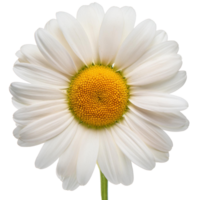 une Marguerite, illustration png