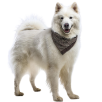 un samoyedo, ilustración png