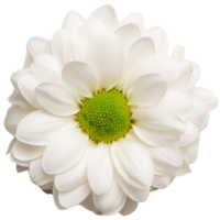 une chrysanthème, illustration png