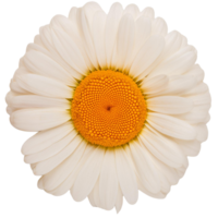 a Daisy, illustration png
