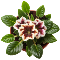 gloxinia blomma, illustration png