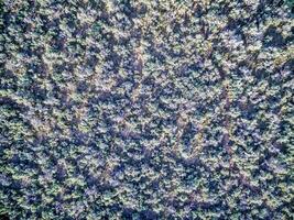 field of sagebrush aerial view photo