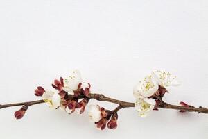 apricot tree flower on canvas photo