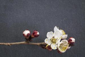 apricot tree flower on stone photo