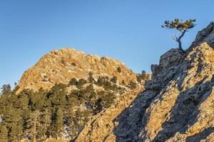 diente de caballo rock y pino árbol foto