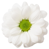 une chrysanthème, illustration png