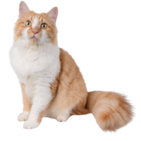 American curl cat, illustration png