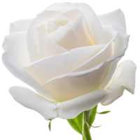 white rose, illustration png