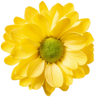 un' crisantemo, illustrazione png