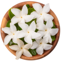 Jasmine flower, illustration png