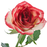 rouge rose, illustration png