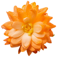 orange jasmin, illustration png