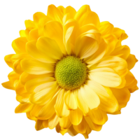 a Chrysanthemum, illustration png
