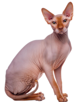 Sphynx cat, illustration png