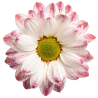 une chrysanthème, illustration png