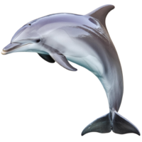 a dolphin, illustration png