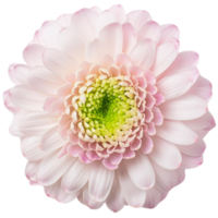 a Chrysanthemum, illustration png