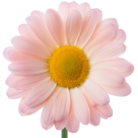 een chrysant, illustratie png